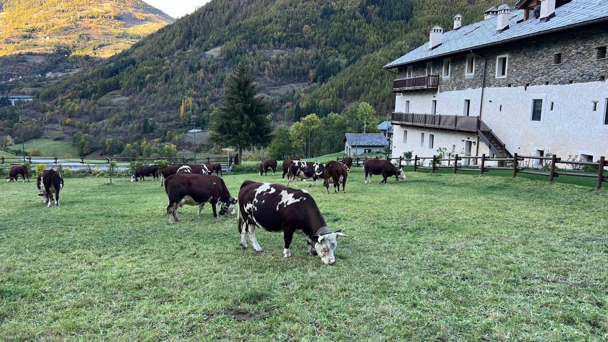 Maison Marcoz - Appartamenti Vacanze Étroubles Exterior foto